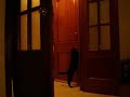 Funny Cat opening the door of my flat (123Channels.com)