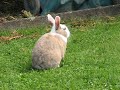 lapins