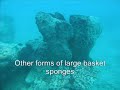 Iligan (Dalipuga) Marine Protected Area