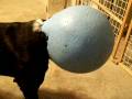 videos de The Jolly Ball Incident