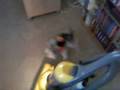 videos de dogs vs vacuum 1
