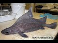 2. Cr�ptidos II - Fenomenos Paranormales II