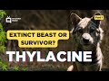 Part 1 Thylacine - Animal X  Natural Mystery Unit