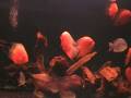 videos de Severum Red
