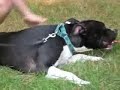 American Staffordshire Terrier - Dog Training Video