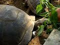 Tortoises, Prison Island