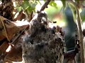 Hummingbirds Part 5 ~ Out My Kitchen Window