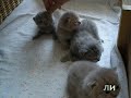 Двухнедельные британские котята
