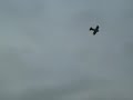 Hiperbipe, build & flown by Cary Reeves