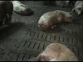 Sikateollisuus Suomessa: koko video