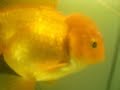 Aquarium- Oranda Ranchu Lionhead Fantail - Goldfish Aquarium- Oranda Ranchu Lionhead Fantail - Goldfish