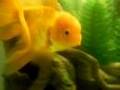 Aquarium- Oranda Ranchu Lionhead Fantail - Goldfish