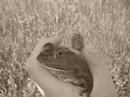 "Mad World"  Bull Frog @ Meacheam Grove