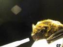 E.N.P.A. - Pippo il pipistrello - www.enpagenova.it