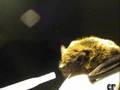 E.N.P.A. - Pippo il pipistrello - www.enpagenova.it