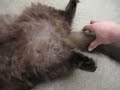 I Hypnotize My Cat