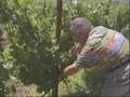 videos de Adopt a Vine