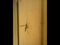 Click here to watch this video Giant crane fly (mosquito hawk)