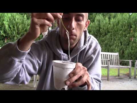 how to transplant from soil to aeroponics