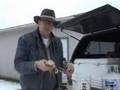 Dungeness Crab