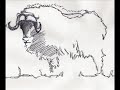 Musk Ox