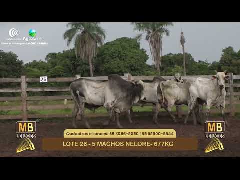 540� LEIL�O VIRTUAL MB LEIL�ES