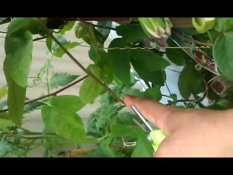 how to care for passion flower vine