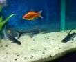 My Freshwater Aquarium Sharks