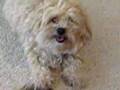 Bichón Habanero video