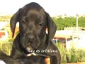 Bautismo de Ray mi perro labrador