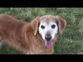 My Golden Retriever