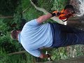 tree felling tree felling