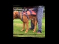 Dogaids Dog Mobility Harness