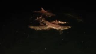 Dolphins at Night