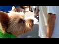 2012 Animals on Broadway in Walnut Creek