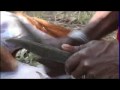 massai butcher a goat