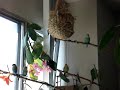 Bird Talk
