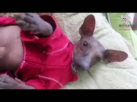 how to care for a xoloitzcuintli