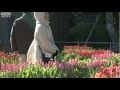 真冬の寒さに負けずチューリップが満開 江の島(10/12/26) 真冬の寒さ