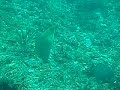 more moray