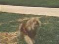 Big dog meets little dog - Embryo Created to Kill - Flixster Video
