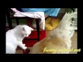 White cat plays with rooster White cat plays with rooster