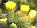 Mediterraneo Rai3 il Cioccolato di Modica Bonajuto