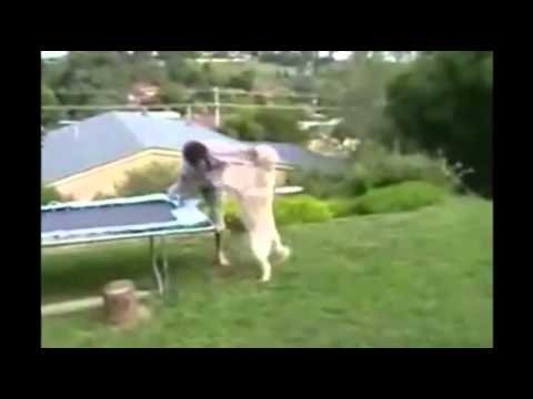 ViralVidsBase - oh man, I just hope the dog didn't cum...