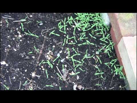 how to transplant grapes