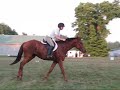 5yo Unraced TB FOR SALE - hunter and eventer prospect