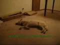 TECHNO REMIX: Bizkit the Sleep Walking Dog