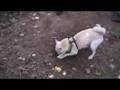 Kinako the Shiba Inu goes nuts outside