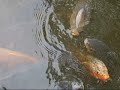 Poissons du lac Yoggi