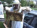 Bees Are Back